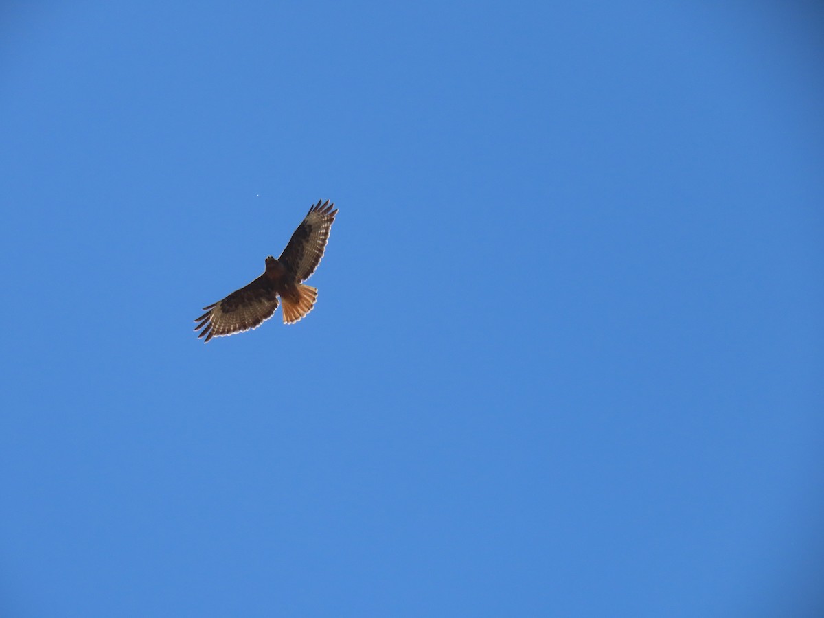 Red-tailed Hawk - ML620795314