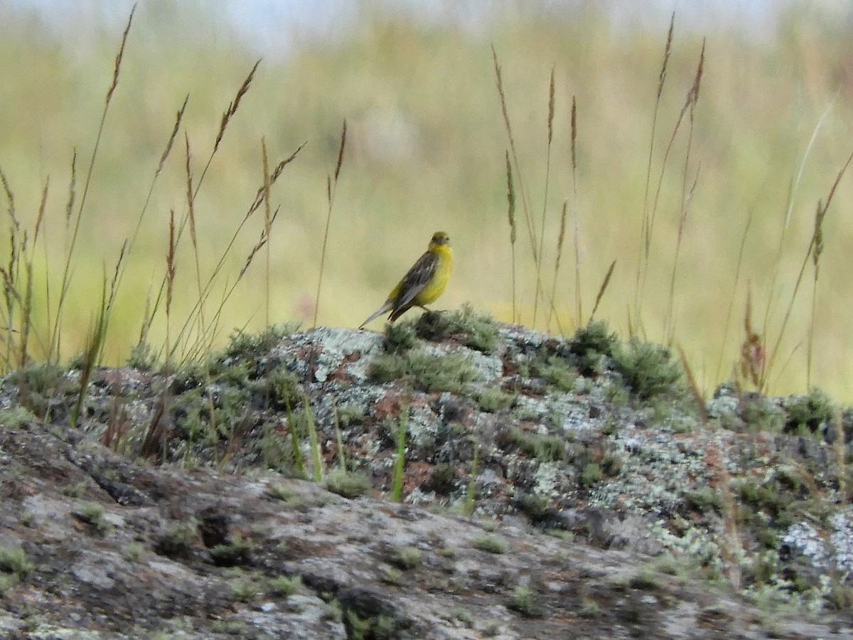Grassland Yellow-Finch - ML620795315