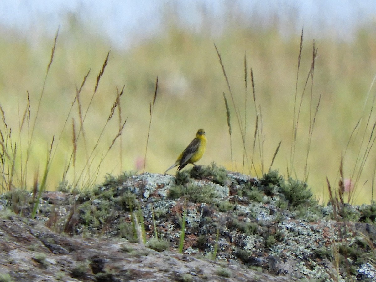 Grassland Yellow-Finch - ML620795316