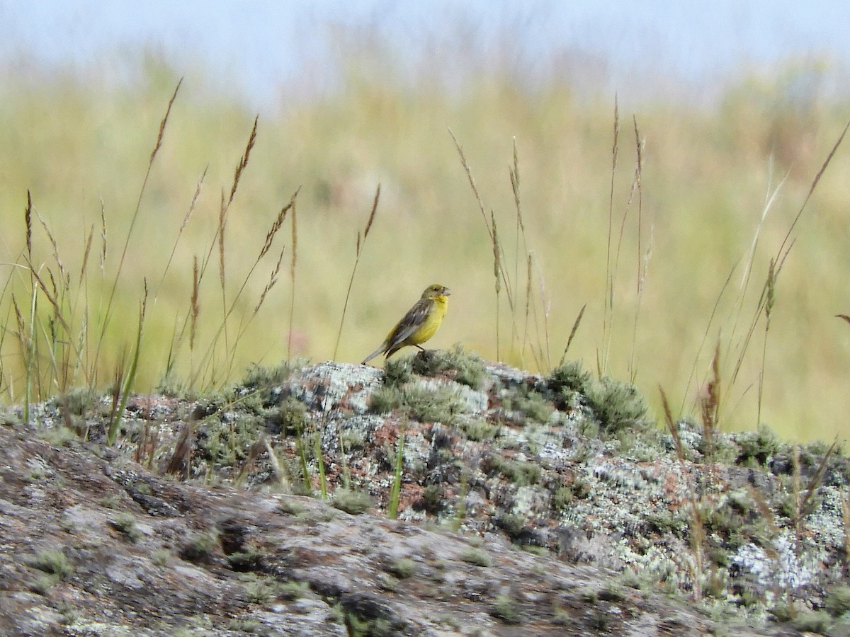 Grassland Yellow-Finch - ML620795317