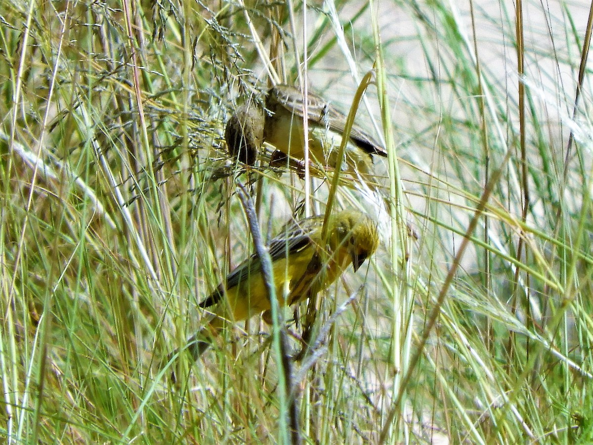 Grassland Yellow-Finch - Jorge Juan Rueda