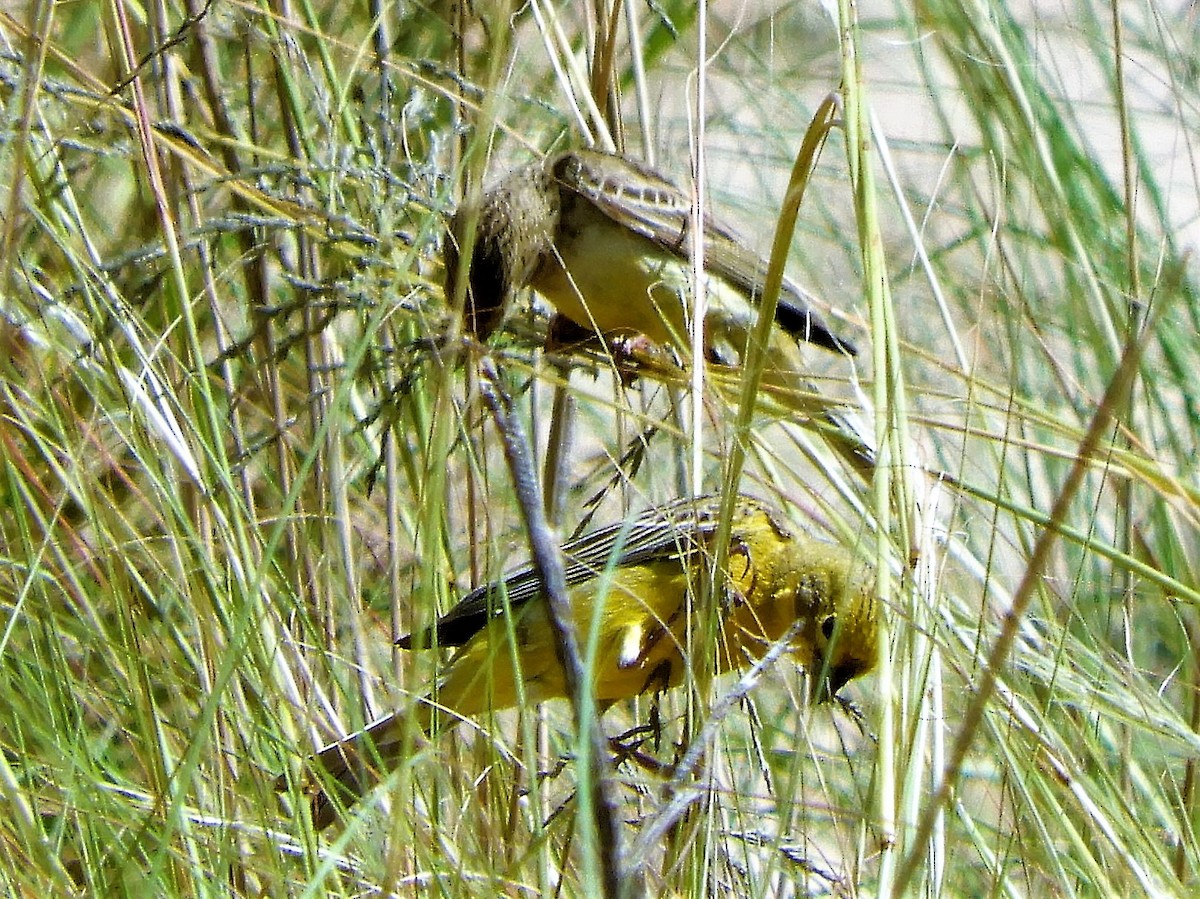 Grassland Yellow-Finch - ML620795319