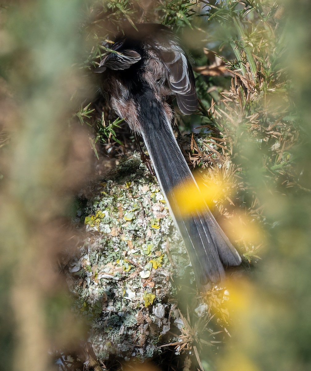 Long-tailed Tit - ML620795323