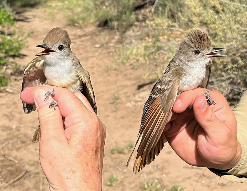 Ash-throated Flycatcher - ML620795324