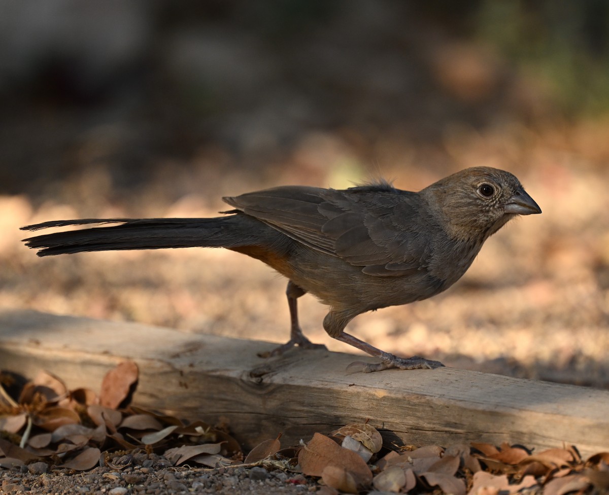 Canyon Towhee - ML620795325