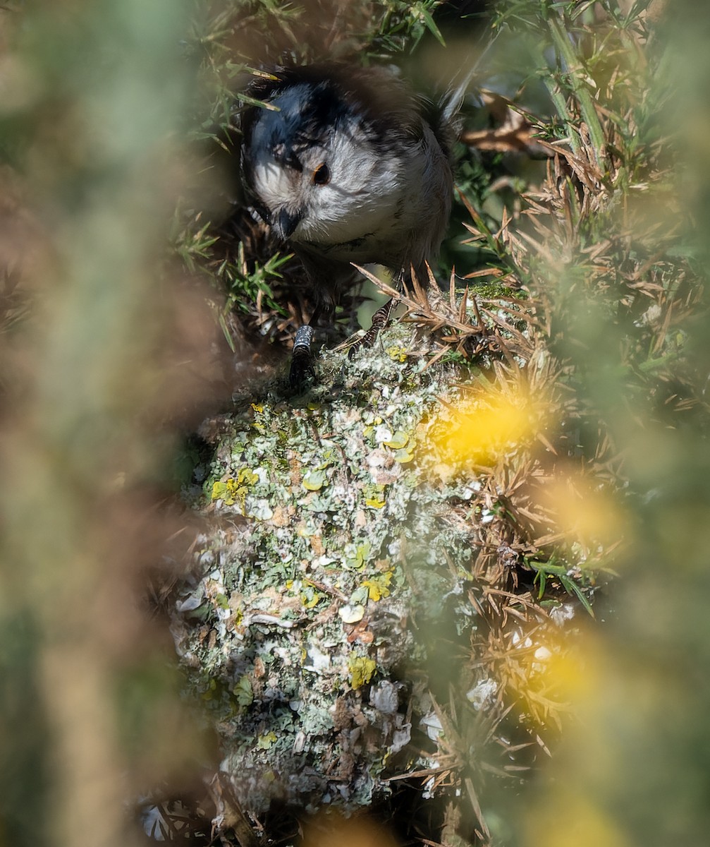 Long-tailed Tit - ML620795326