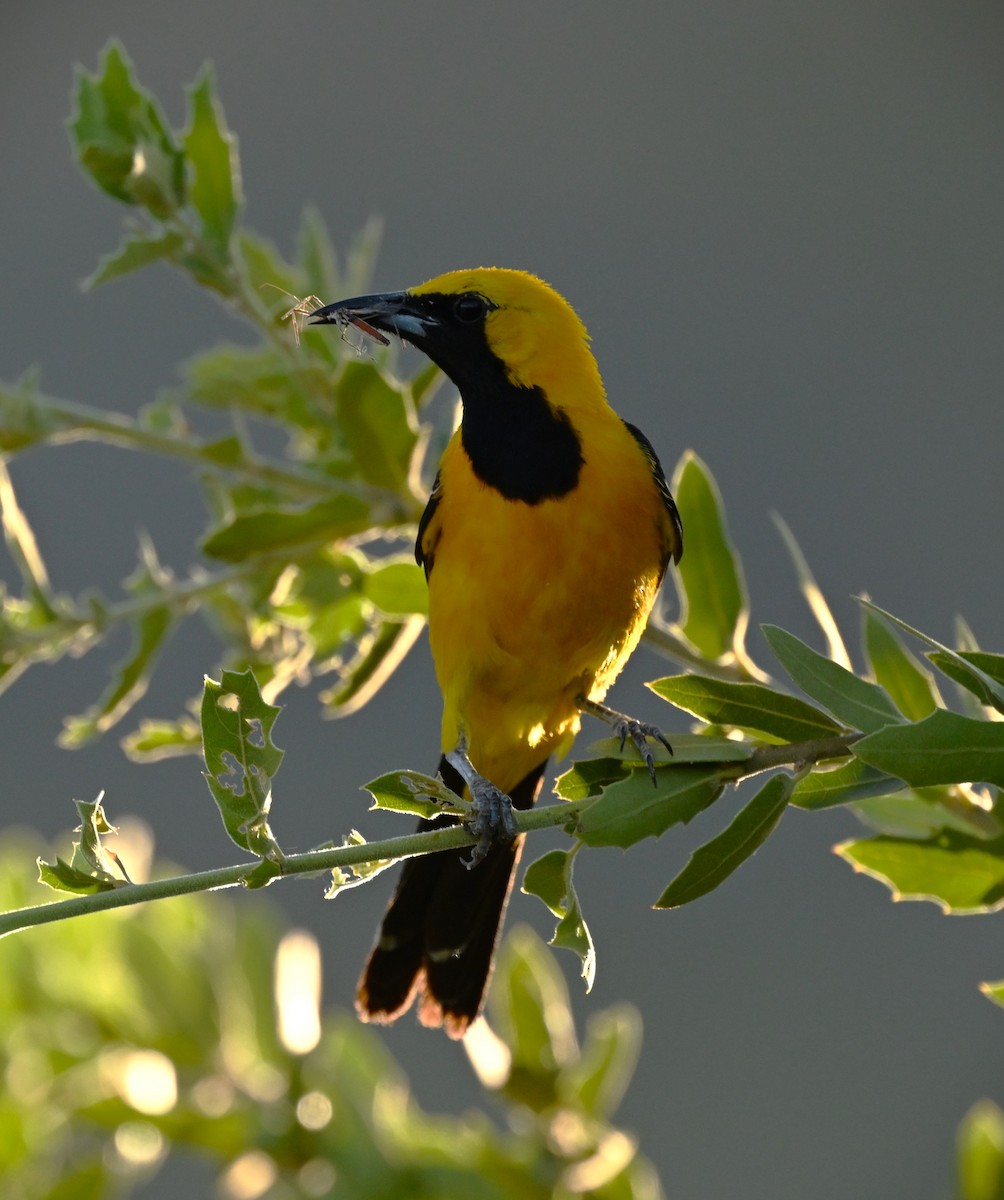 Oriole masqué - ML620795337