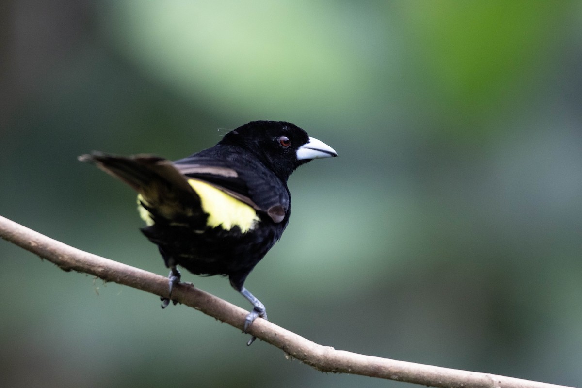 Flame-rumped Tanager (Lemon-rumped) - ML620795349