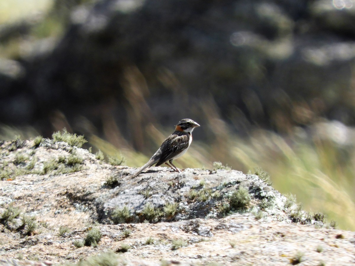 Rufous-collared Sparrow - ML620795352