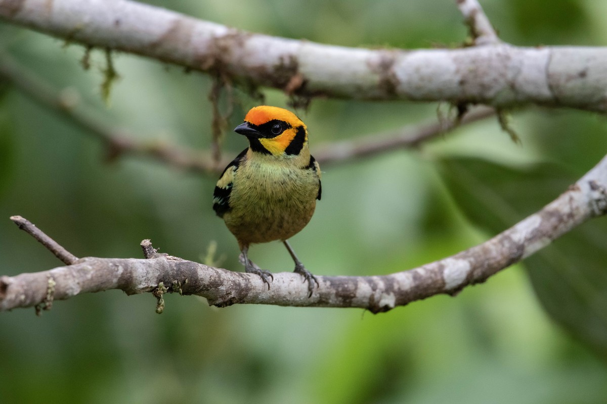 Flame-faced Tanager - Andres Leon-Reyes