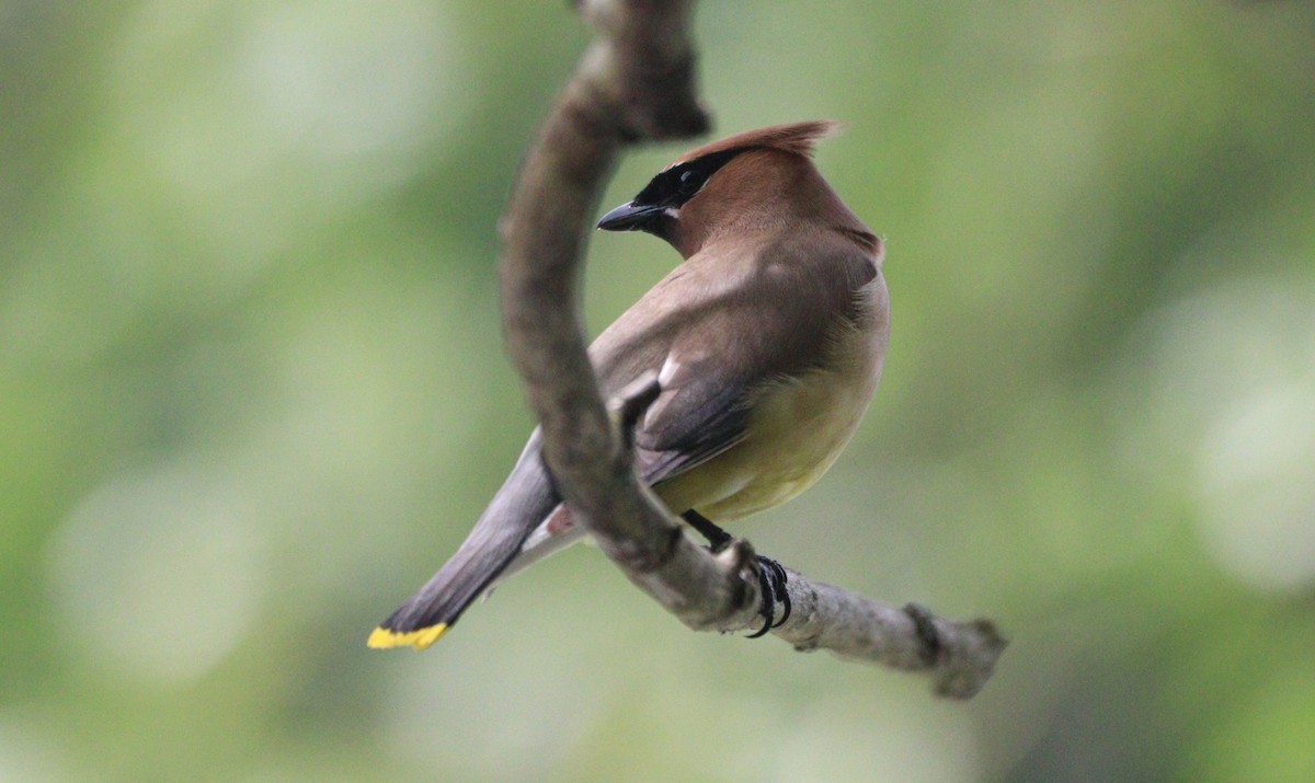 Cedar Waxwing - ML620795359