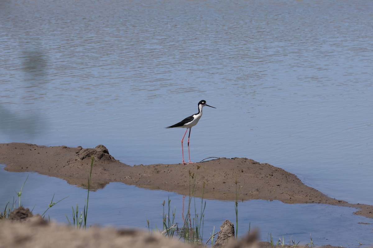 Black-necked Stilt - ML620795360