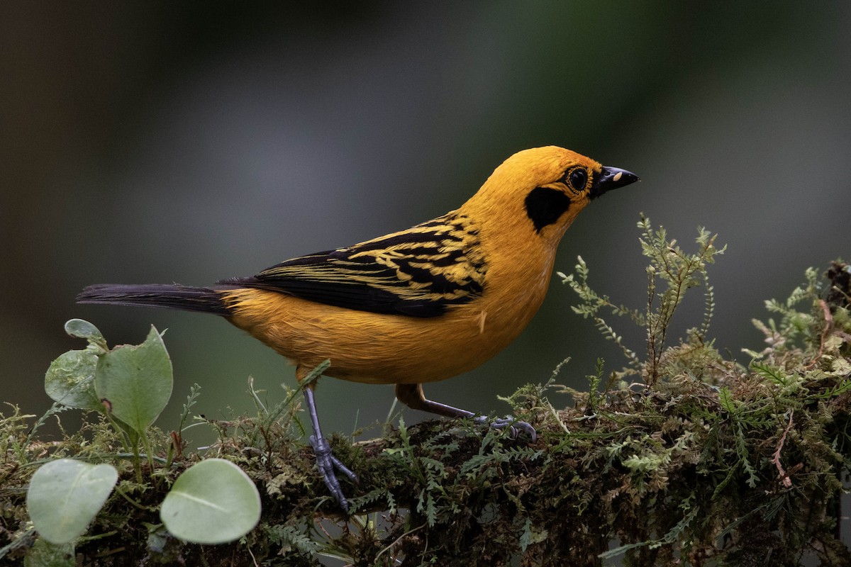 Golden Tanager - ML620795361