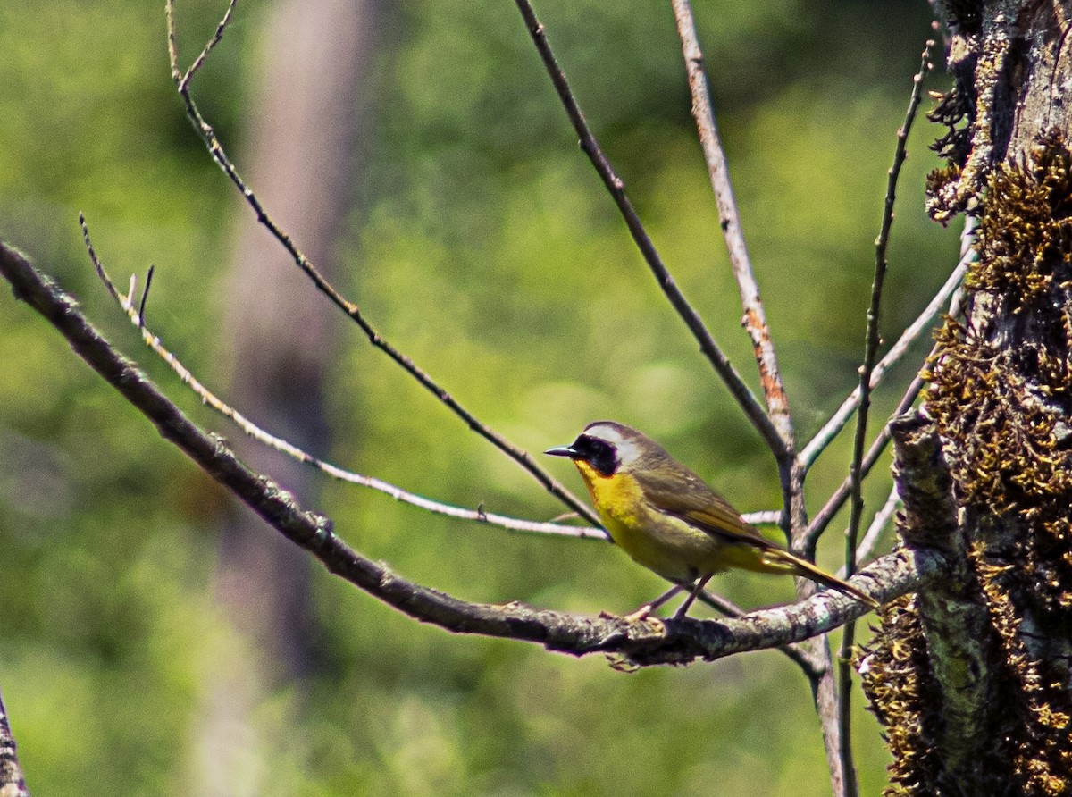 Common Yellowthroat - ML620795364