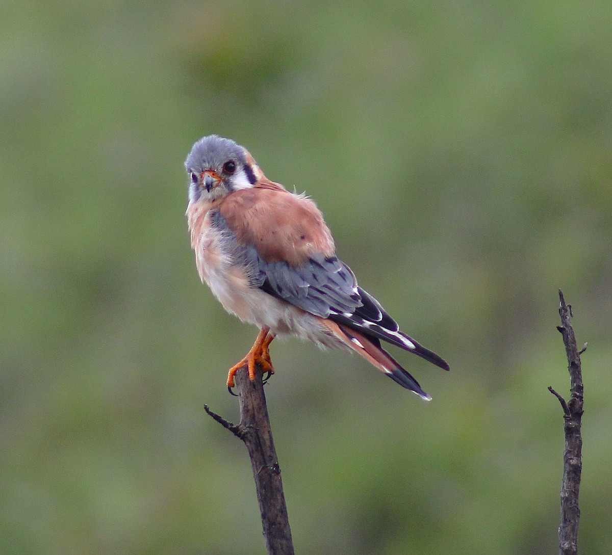 American Kestrel - ML620795366