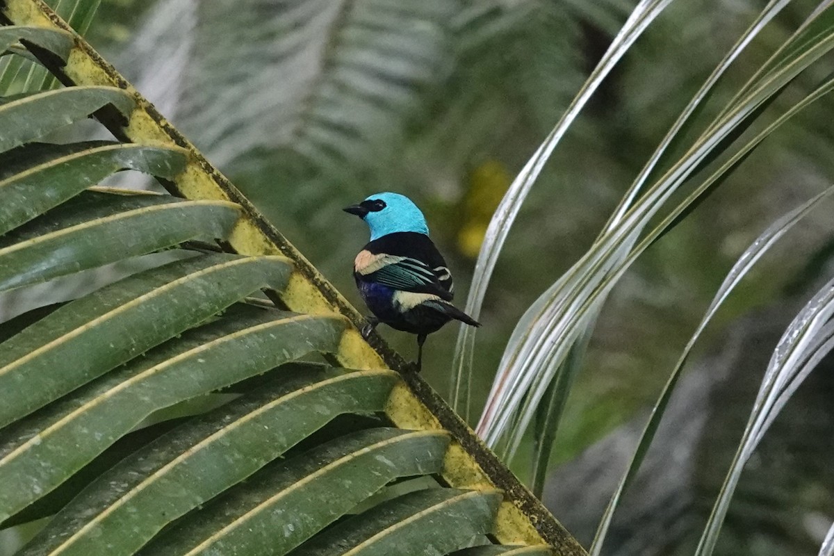 Blue-necked Tanager - ML620795368