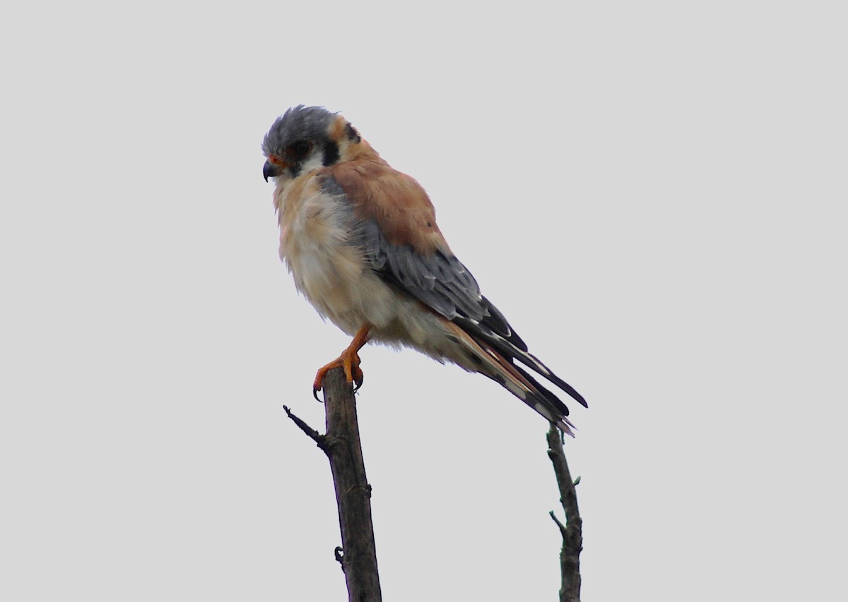 American Kestrel - ML620795369