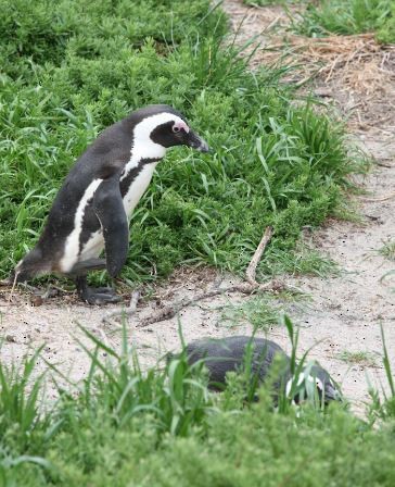 Pingüino de El Cabo - ML620795370