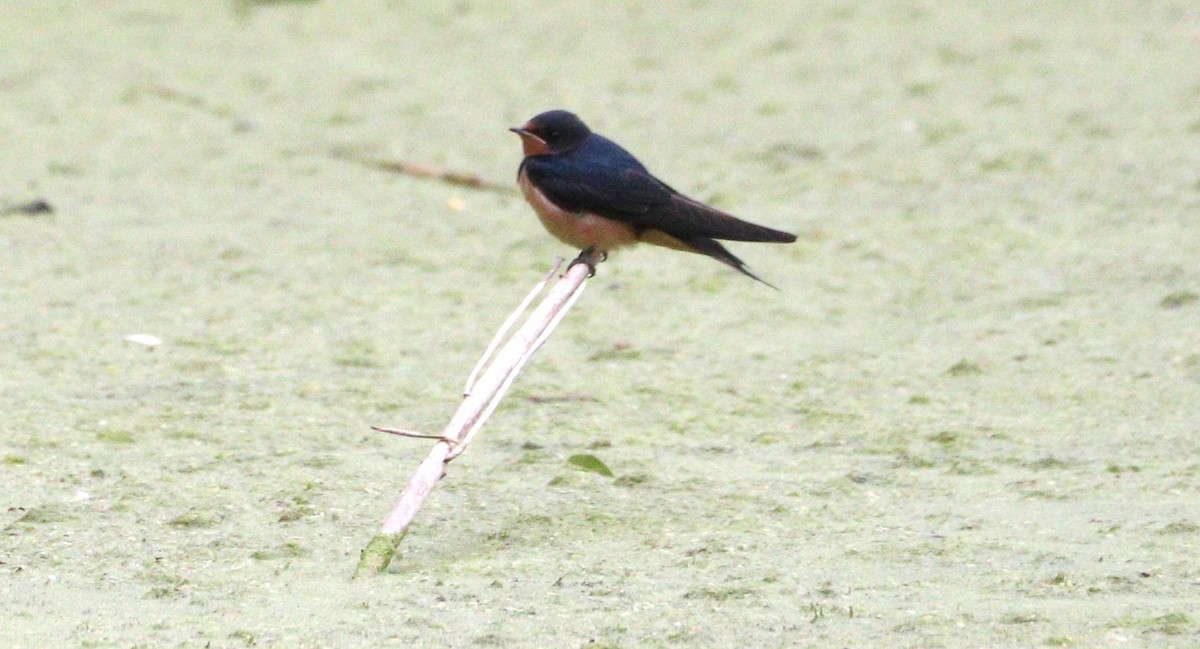 Barn Swallow - ML620795372