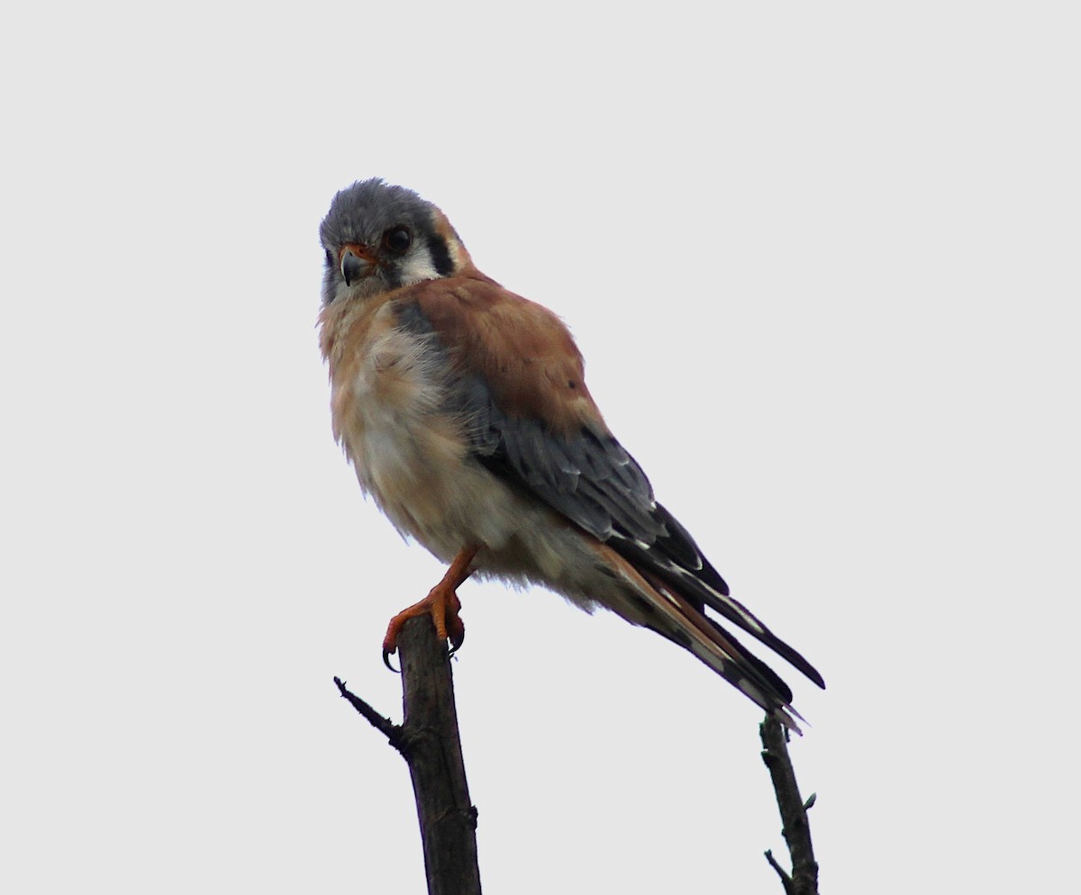 American Kestrel - ML620795373