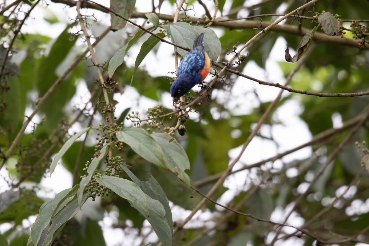 Scarlet-breasted Dacnis - ML620795379