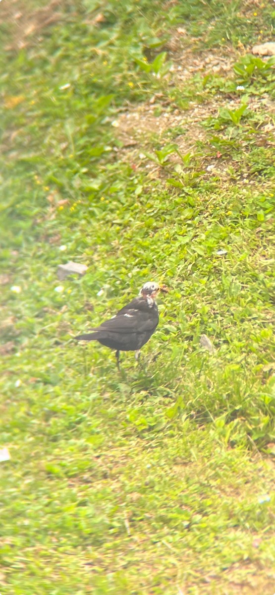 Eurasian Blackbird - Caroline Ebinger