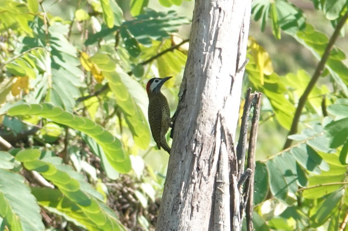 Spot-breasted Woodpecker - ML620795381