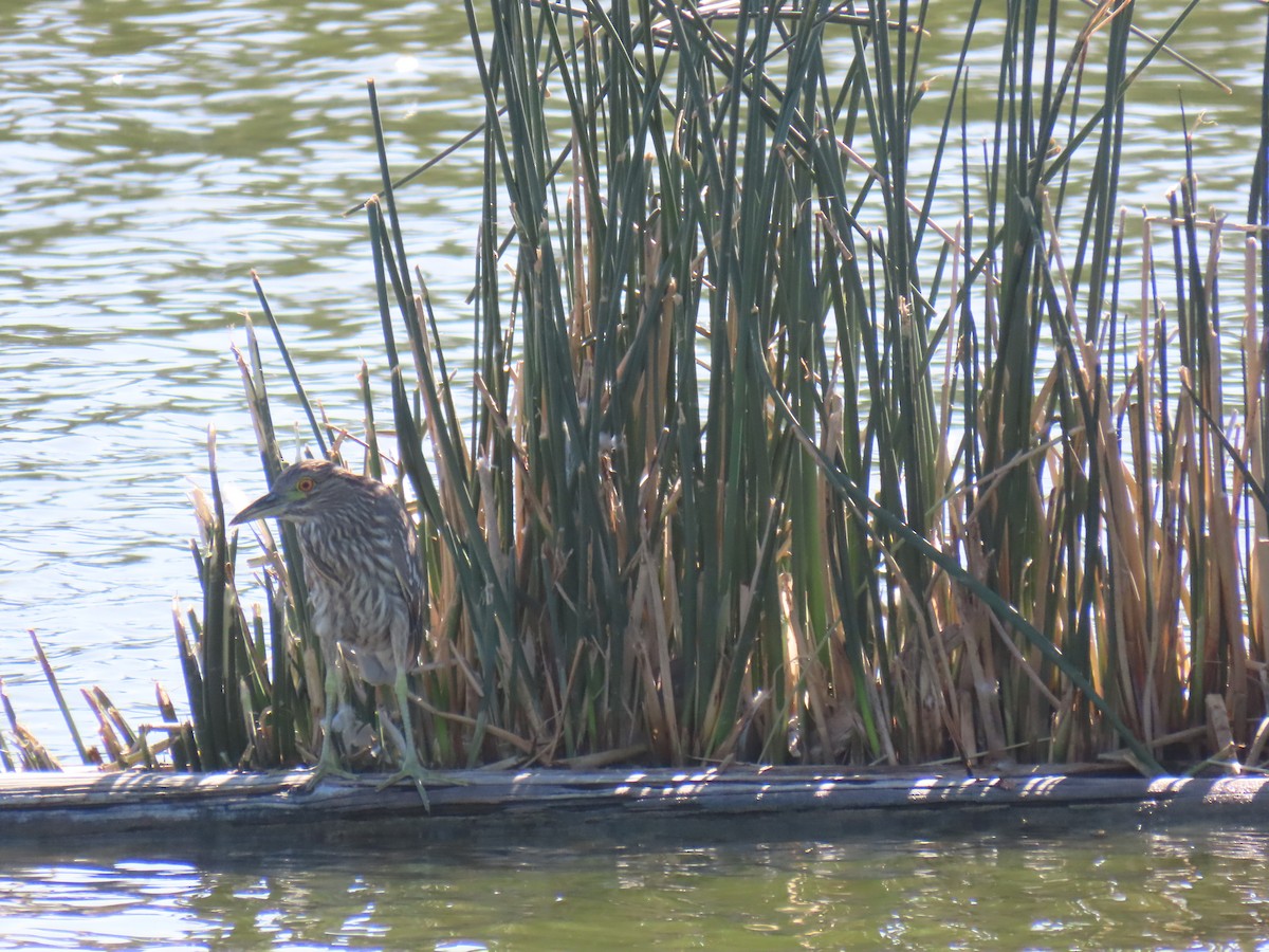 Black-crowned Night Heron - Erica Rutherford/ John Colbert