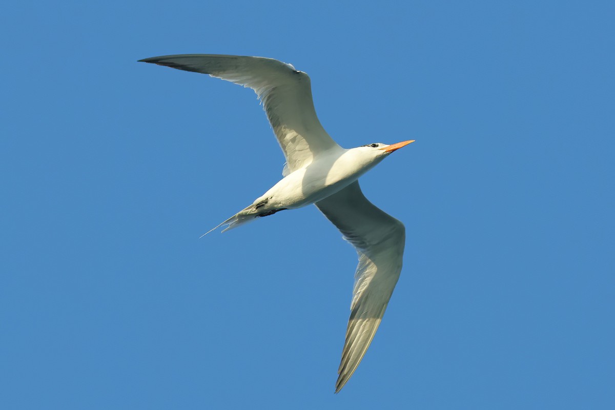 Royal Tern - ML620795388