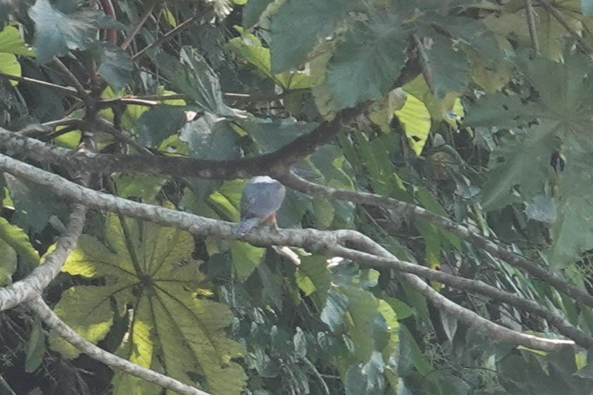 Ringed Kingfisher - ML620795389