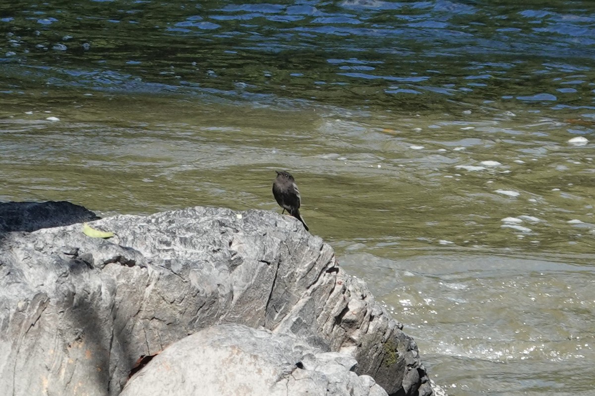 Black Phoebe - Toby Holmes