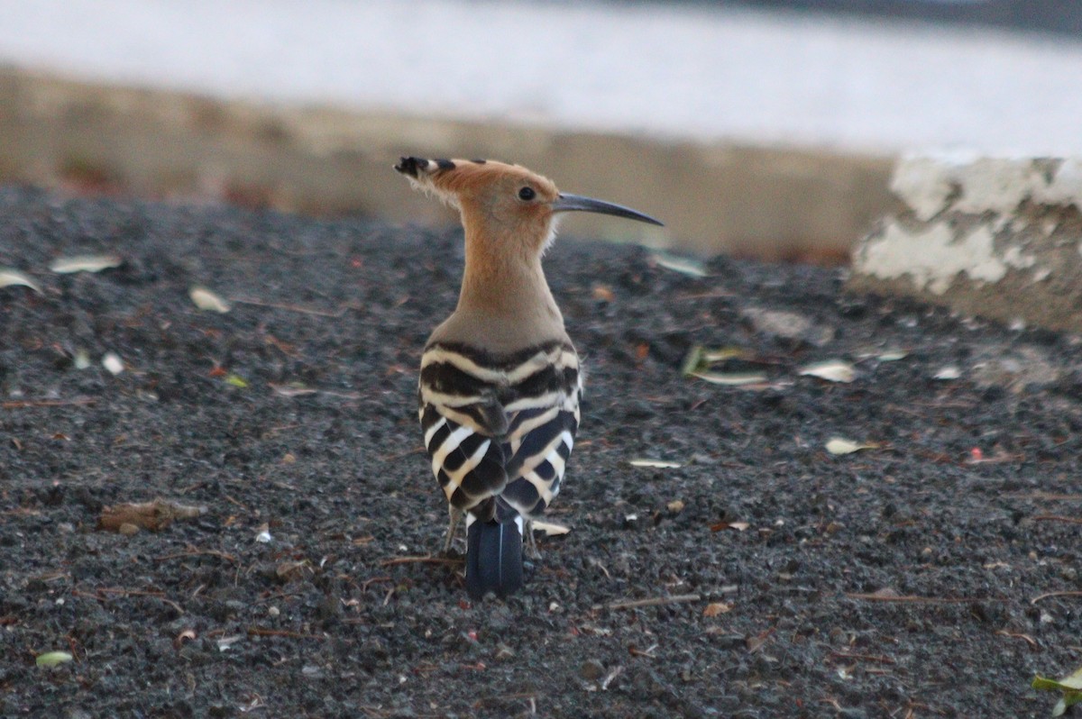 Eurasian Hoopoe - ML620795393