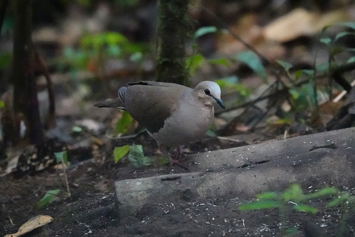Gray-fronted Dove - ML620795400