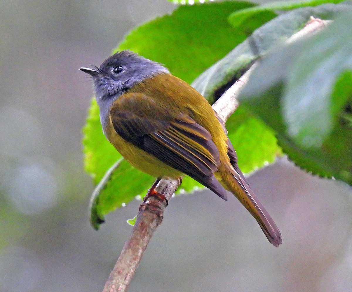 Gray-headed Canary-Flycatcher - Simon Hitchen