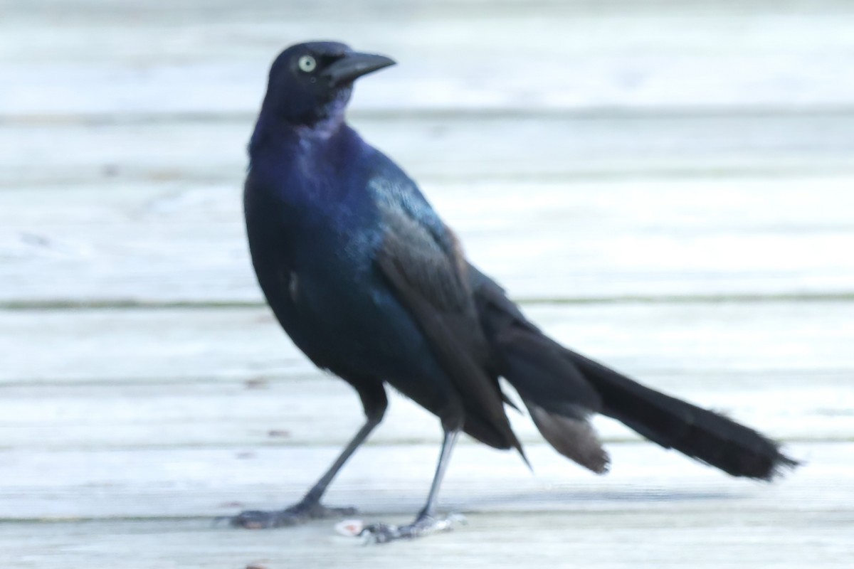 Boat-tailed Grackle - ML620795412