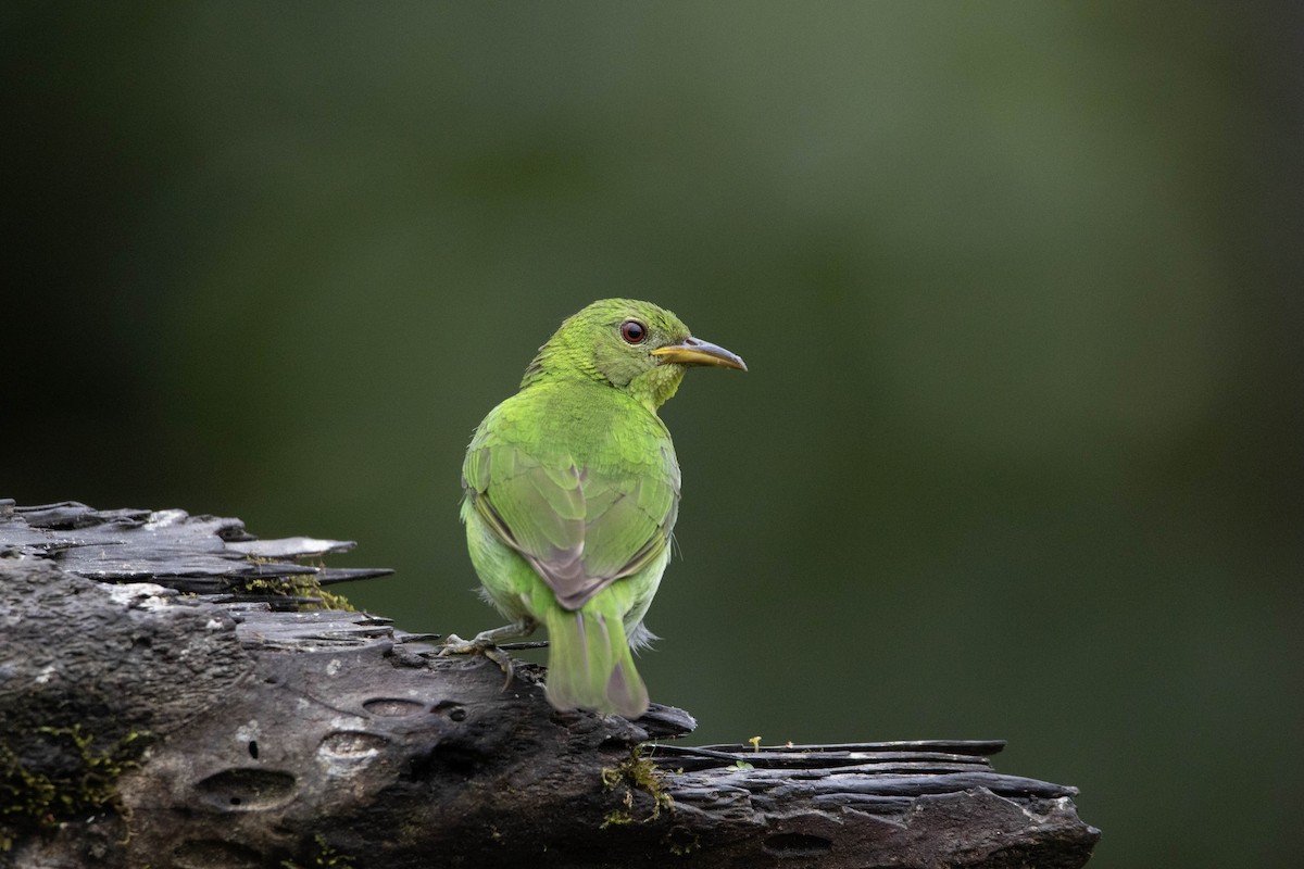 Green Honeycreeper - ML620795414