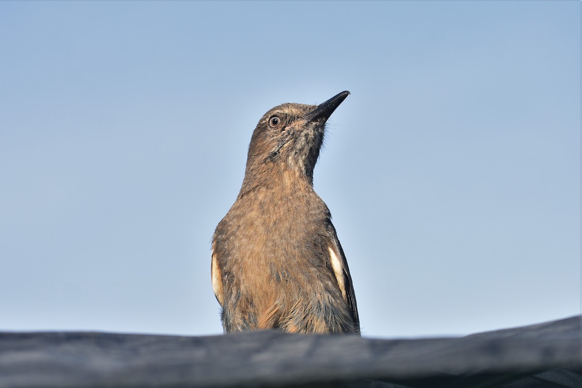 Black-billed Shrike-Tyrant - ML620795415