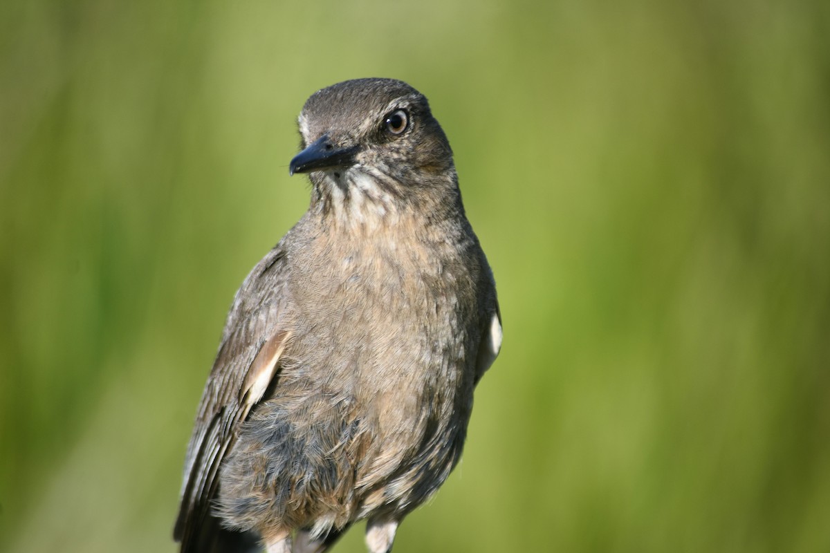 Black-billed Shrike-Tyrant - ML620795416