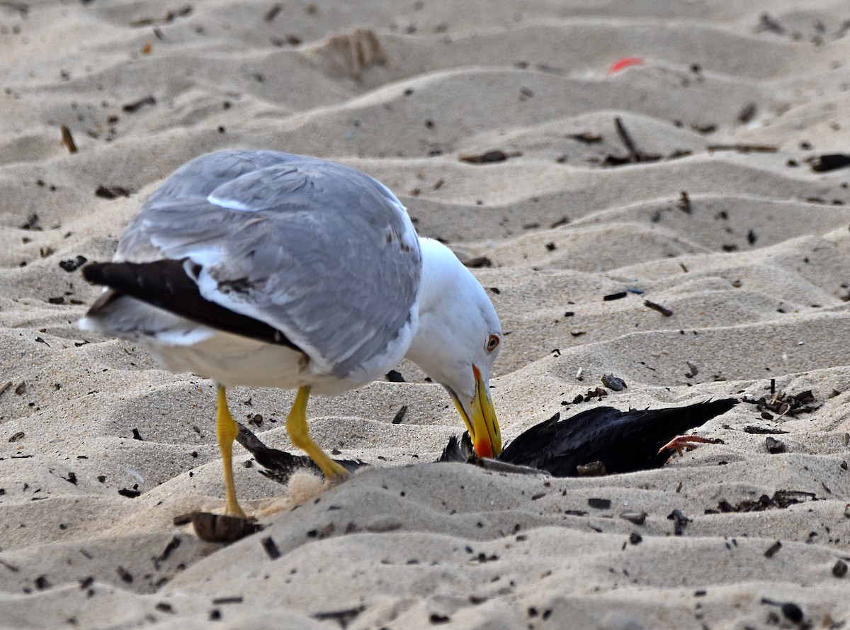 Yellow-legged Gull - ML620795419