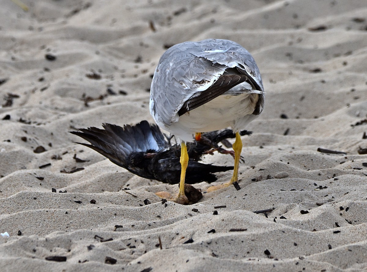 Yellow-legged Gull - ML620795420