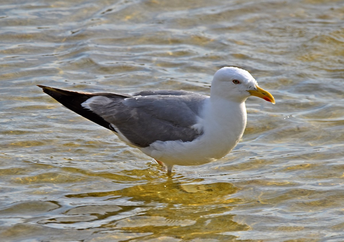 Yellow-legged Gull - ML620795421