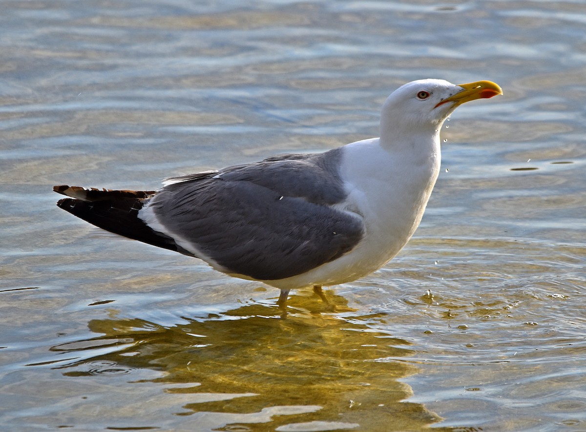 Yellow-legged Gull - ML620795422