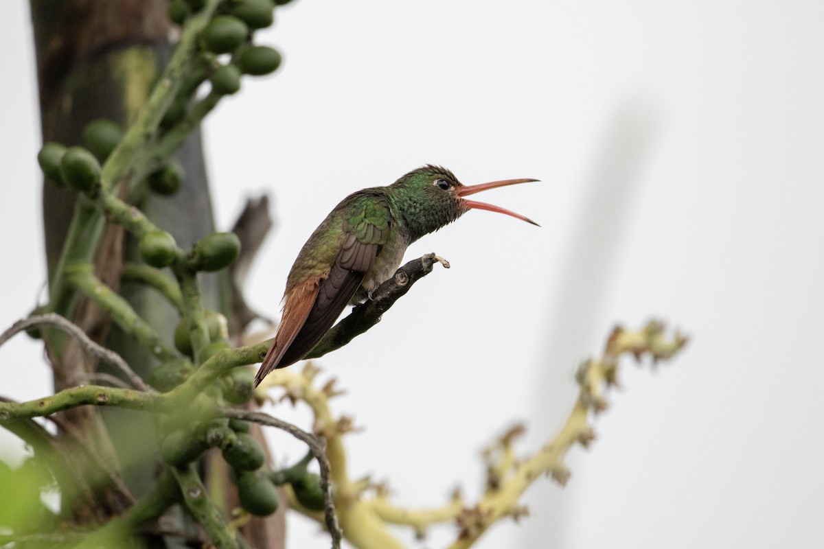 Rufous-tailed Hummingbird - ML620795425