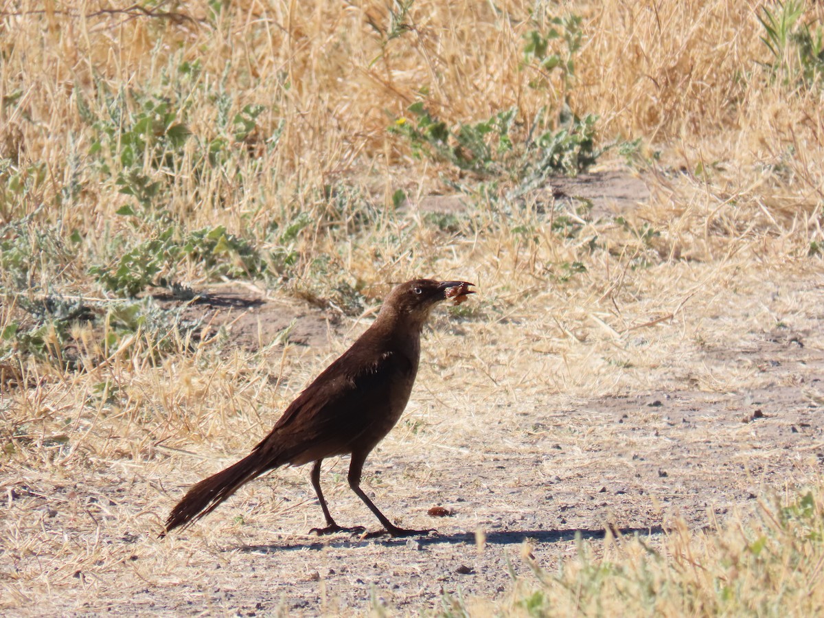 Great-tailed Grackle - ML620795431