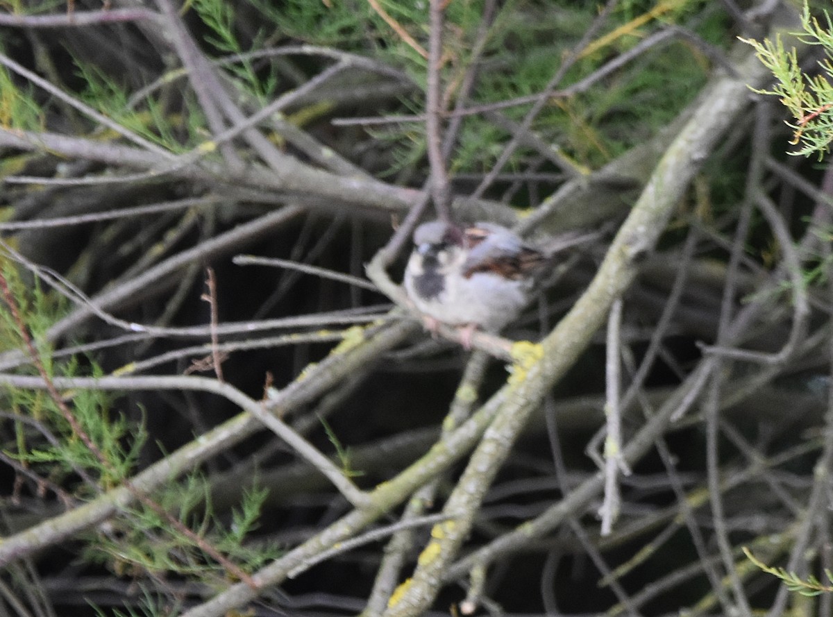 House Sparrow - Joao Freitas