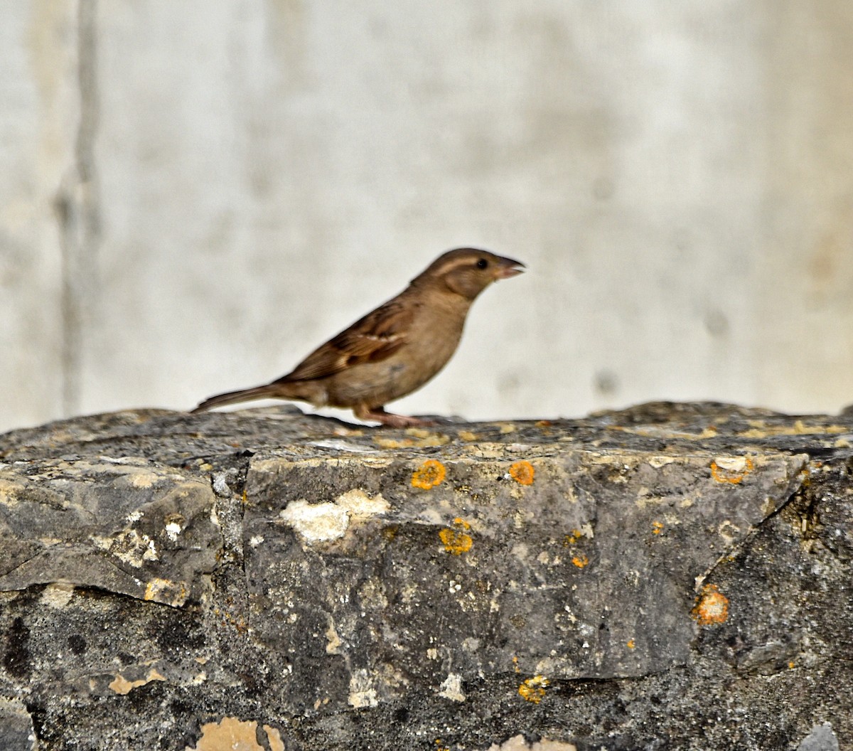 Moineau domestique - ML620795434