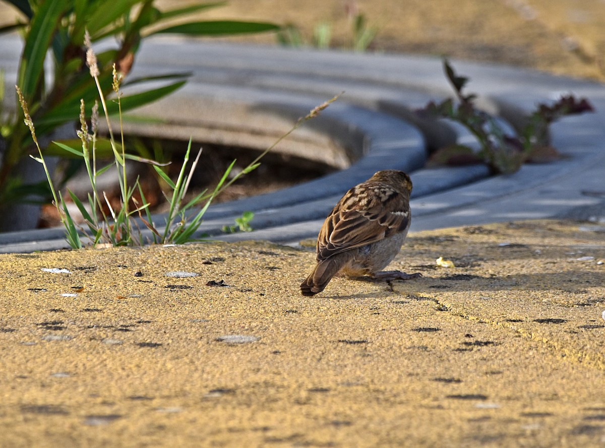 Moineau domestique - ML620795435