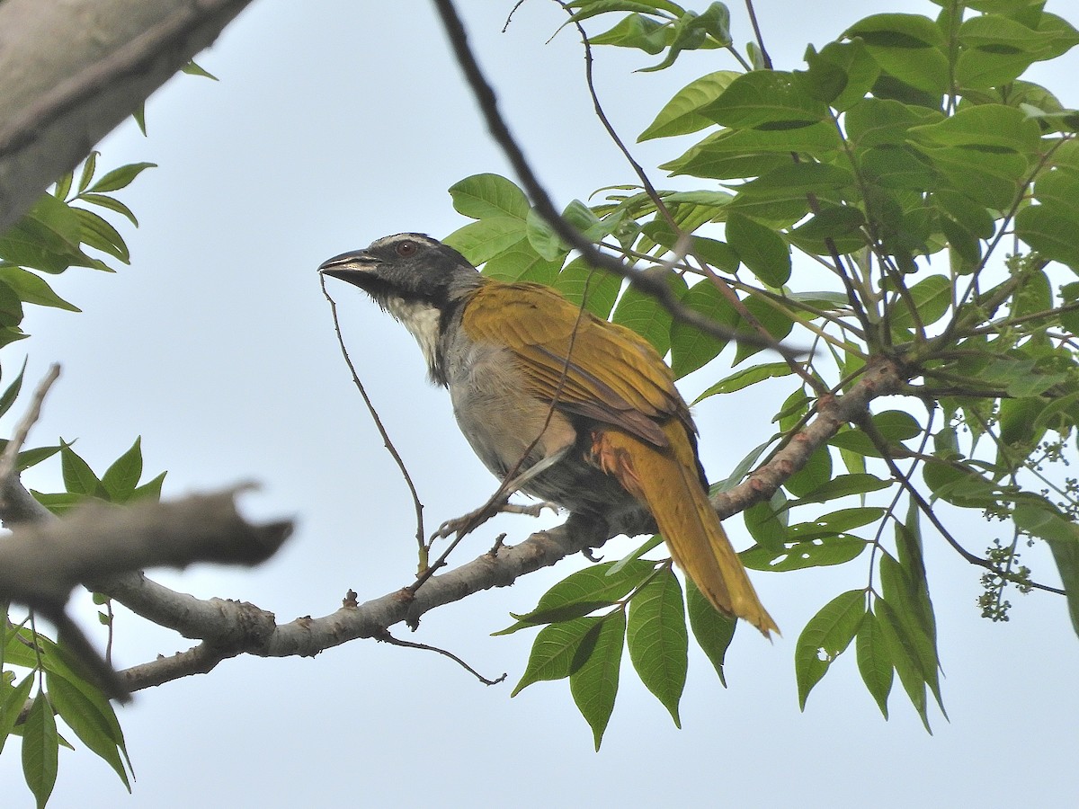 Black-headed Saltator - ML620795437