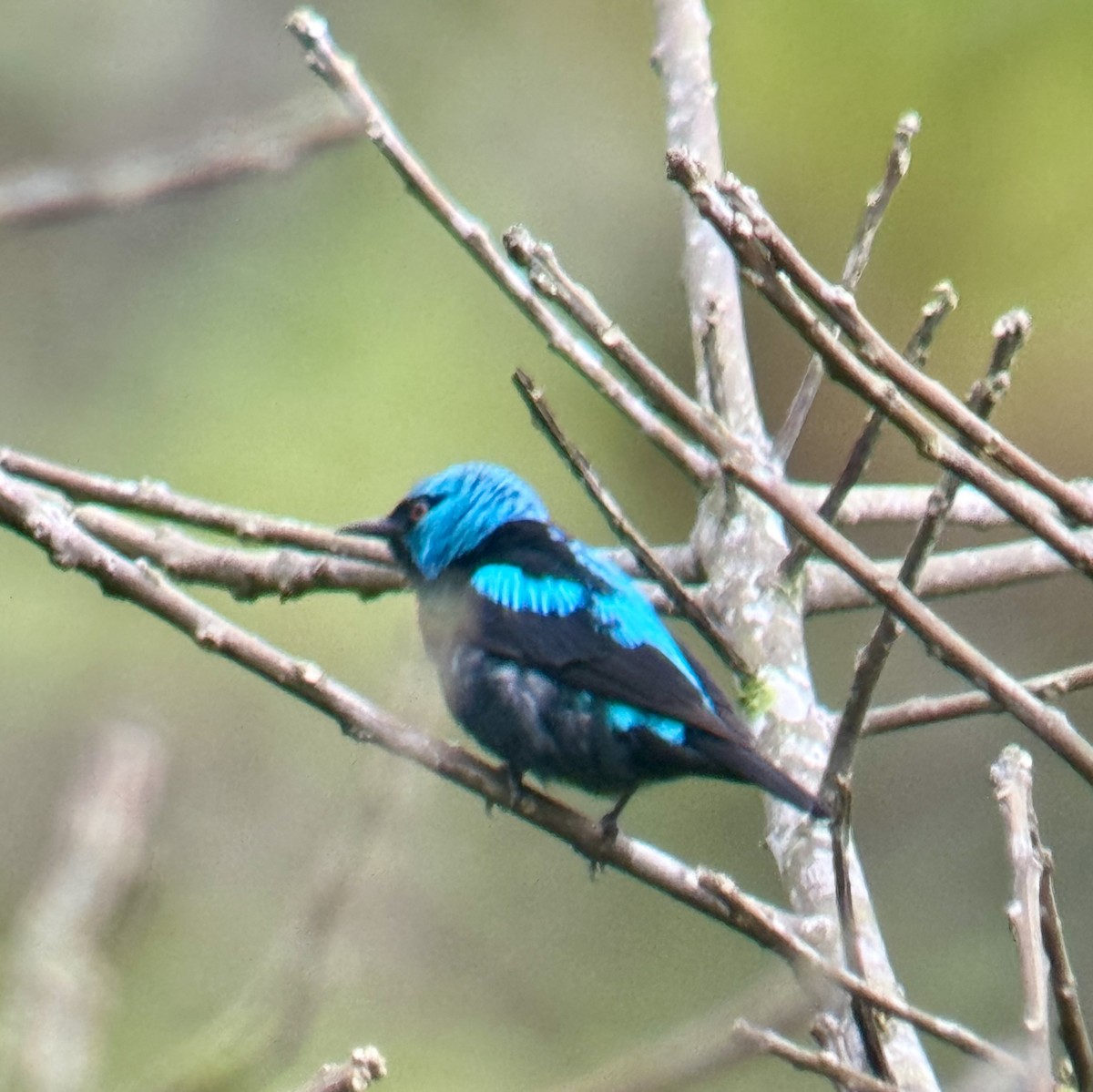 Scarlet-thighed Dacnis - ML620795438