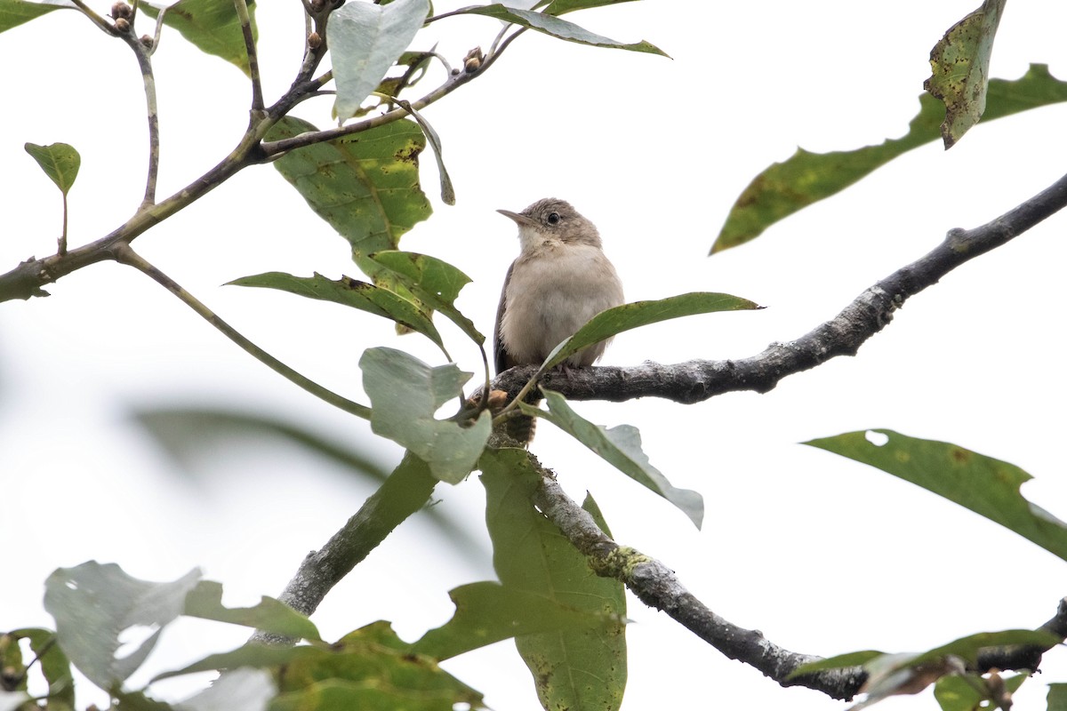 House Wren - ML620795439